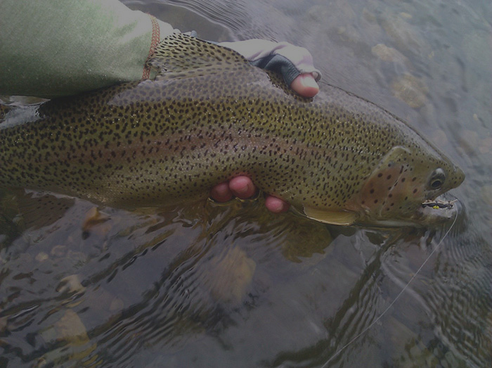 Big Rainbow Trout Fly Fishing San Juan RIver