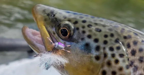 close-up-of-trout-hopper-fly
